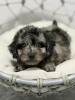 Oreo, a male Poodle - Toy  for sale in Clermont, FL – 2 of 4