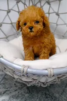 Peanut, a male Poodle - Toy  for sale in Clermont, FL – 2 of 2