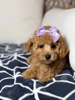Luna, a female Poodle - Toy  for sale in Clermont, FL – 2 of 3