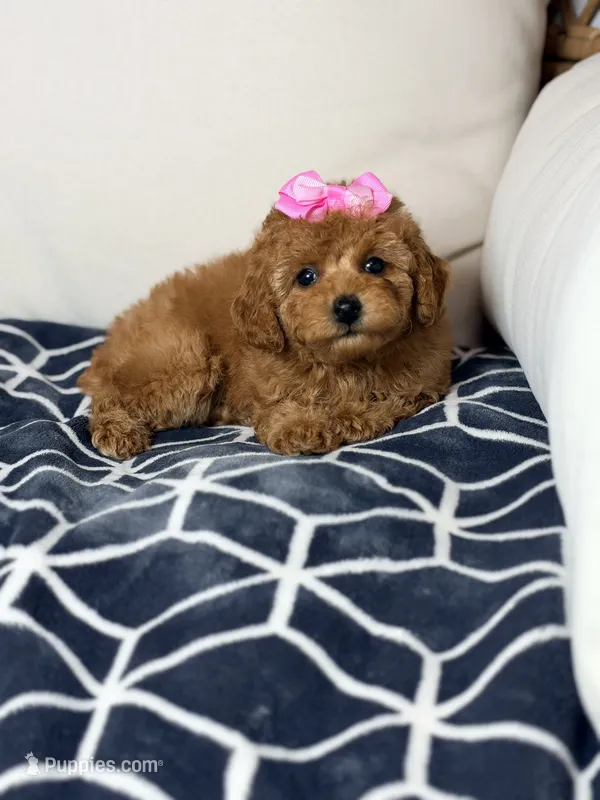 Princess  – Poodle - Toy  puppy for sale in Clermont, FL
