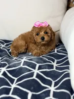 Princess , a female Poodle - Toy  for sale in Clermont, FL – 1 of 2