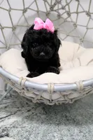 Luna, a female Poodle - Toy  for sale in Clermont, FL – 2 of 5