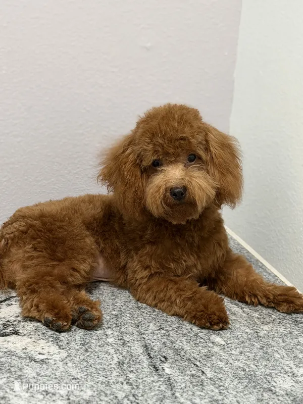 Toby – Poodle - Toy  puppy for sale in Minneola, FL