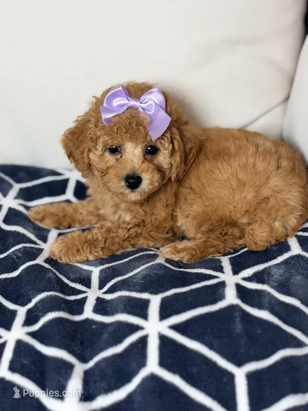 Luna – Poodle - Toy  puppy for sale in Clermont, FL