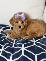 Luna, a female Poodle - Toy  for sale in Clermont, FL – 1 of 3