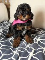 Luna, a female Bernedoodle for sale in Clermont, FL – 1 of 2