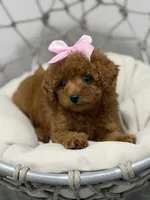 Diva, a female Poodle - Toy  for sale in Clermont, FL – 2 of 5