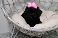 Luna, a female Poodle - Toy  for sale in Clermont, FL – 3 of 5