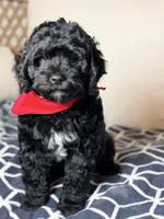 Zeus, a male Bernedoodle for sale in Clermont, FL – 1 of 3