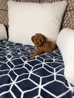 Tomas, a male Poodle - Toy  for sale in Clermont, FL – 3 of 3