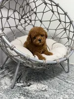 Bruno, a male Poodle - Toy  for sale in Clermont, FL – 3 of 3