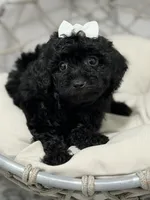Carla, a female Poodle - Toy  for sale in Clermont, FL – 3 of 4