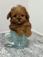 Peanut, a male Poodle - Toy  for sale in Clermont, FL – 1 of 2