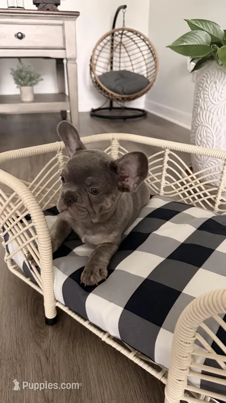 Junior – French Bulldog puppy for sale in Minneola, FL