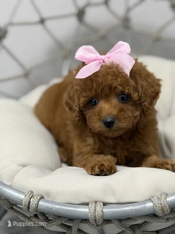 Diva – Poodle - Toy  puppy for sale in Clermont, FL