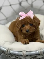 Diva, a female Poodle - Toy  for sale in Clermont, FL – 1 of 5