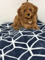 Tomas, a male Poodle - Toy  for sale in Clermont, FL – 2 of 3