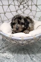 Oreo, a male Poodle - Toy  for sale in Clermont, FL – 3 of 4