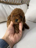 Petter, a male Poodle - Toy  for sale in Minneola, FL – Photo 1 of 3