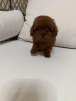 Petter, a male Poodle - Toy  for sale in Minneola, FL – Photo 2 of 3