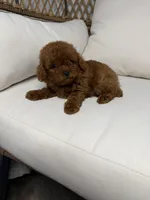 Petter, a male Poodle - Toy  for sale in Minneola, FL – Photo 3 of 3