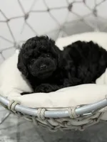 Duke, a male Poodle - Toy  for sale in Clermont, FL – 2 of 3