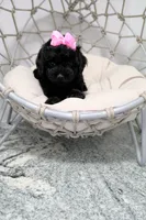 Luna, a female Poodle - Toy  for sale in Clermont, FL – 4 of 5