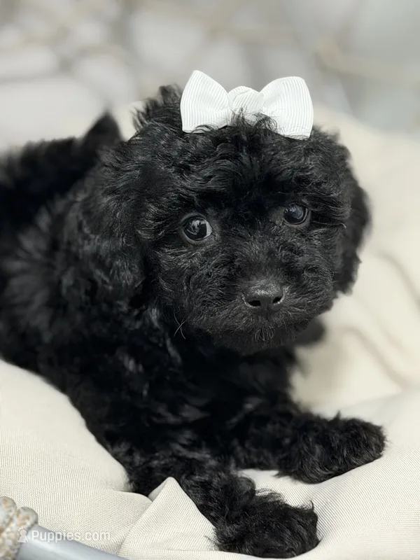 Carla – Poodle - Toy  puppy for sale in Clermont, FL