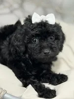 Carla, a female Poodle - Toy  for sale in Clermont, FL – 1 of 4