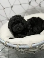 Duke, a male Poodle - Toy  for sale in Clermont, FL – 1 of 3