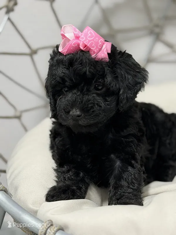 Luna – Poodle - Toy  puppy for sale in Clermont, FL