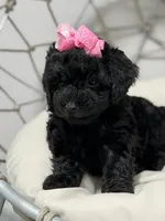 Luna, a female Poodle - Toy  for sale in Clermont, FL – 1 of 5