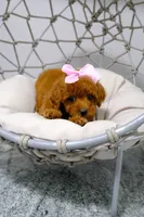 Diva, a female Poodle - Toy  for sale in Clermont, FL – 3 of 5