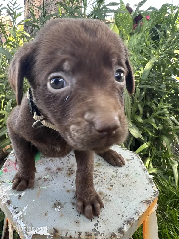 Cream female – Labrador Retriever puppy for sale in Oakdale, CA