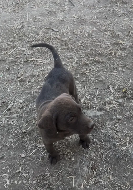 Cream female – Labrador Retriever puppy for sale in La Grange, CA