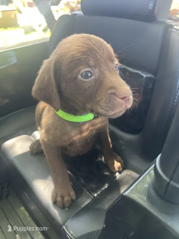 Bright green boy – Labrador Retriever puppy for sale in Oakdale, CA