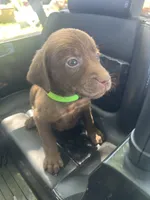 Bright green boy, a male Labrador Retriever for sale in Oakdale, CA – 1 of 2