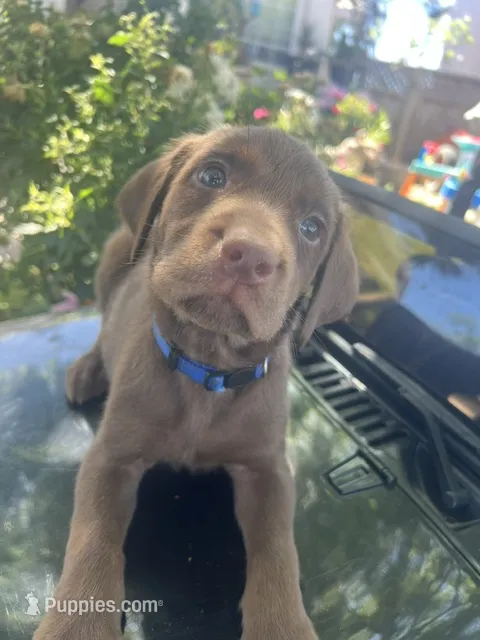 Blue Male – Labrador Retriever puppy for sale in Oakdale, CA