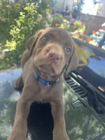 Blue Male, a male Labrador Retriever for sale in Oakdale, CA – 1 of 1