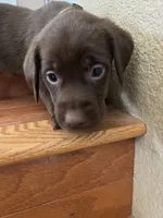 Yellow Girl, a female Labrador Retriever for sale in Oakdale, CA – 1 of 3