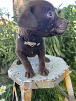 Cream female, a female Labrador Retriever for sale in Oakdale, CA – 3 of 3