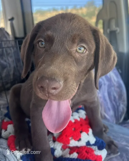 Grey male – Labrador Retriever puppy for sale in La Grange, CA