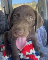 Male chocolate Lab 13 weeks, a male Labrador Retriever for sale in La Grange, CA – 1 of 3