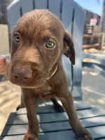 Grey male, a male Labrador Retriever for sale in Oakdale, CA – 1 of 1