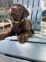 Yellow, a female Labrador Retriever for sale in Oakdale, CA – 3 of 3