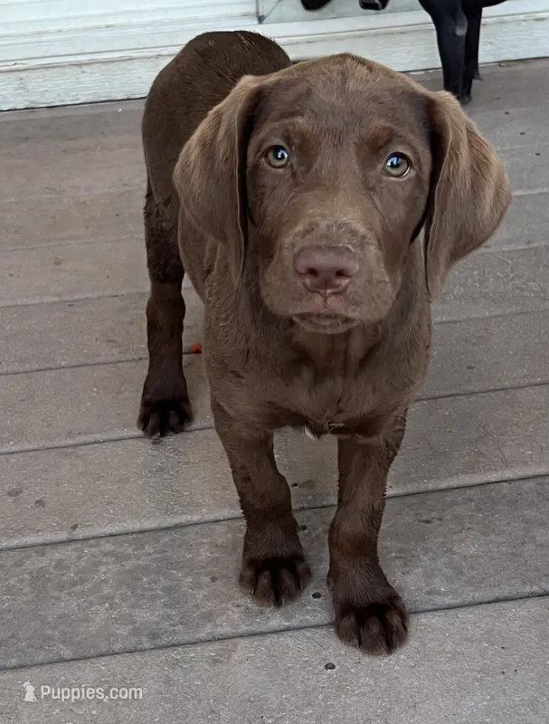 Male 13 weeks – Labrador Retriever puppy for sale in La Grange, CA