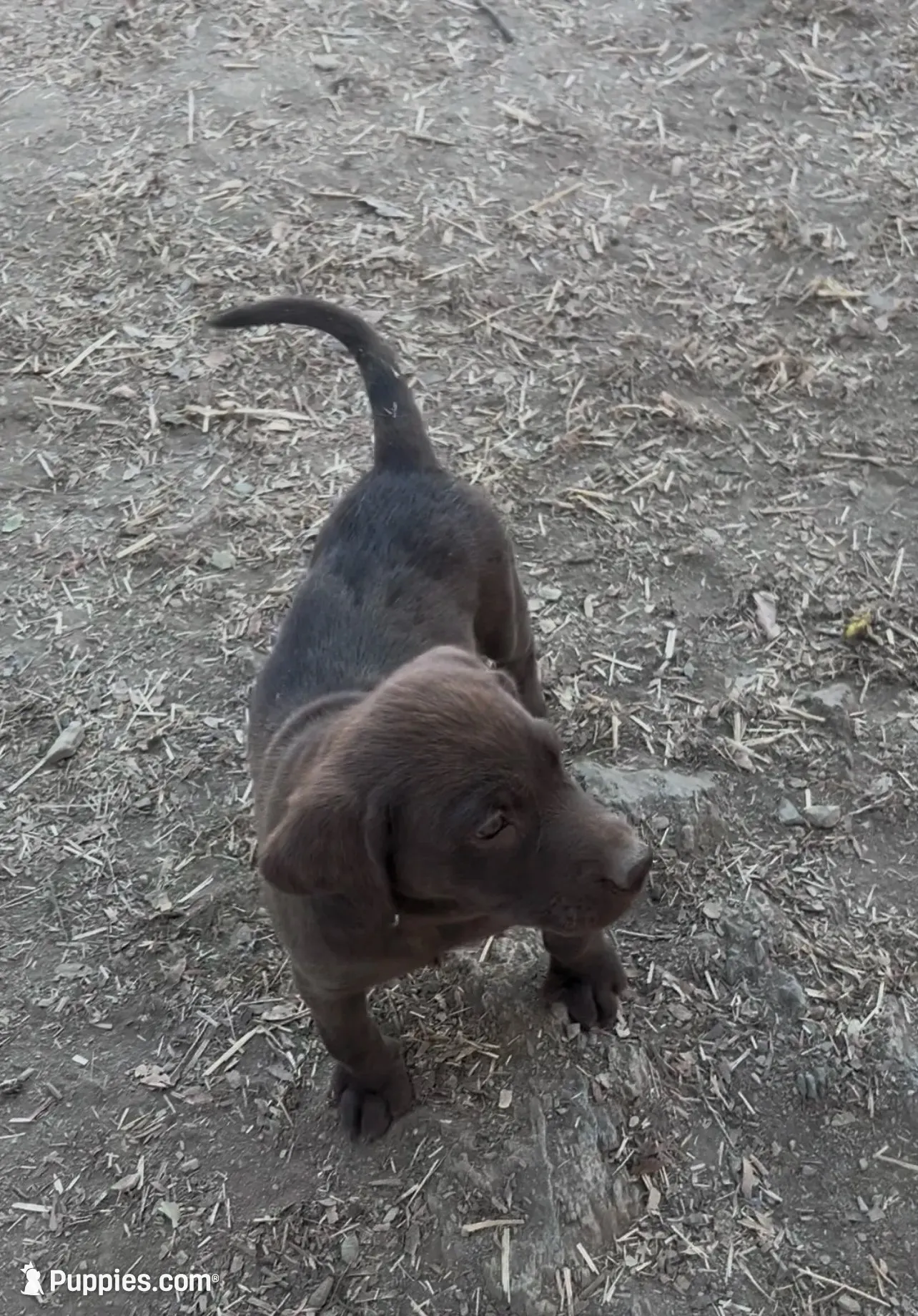 Male chocolate Lab 13 weeks, a male Labrador Retriever for sale in La Grange, CA – 3 of 3