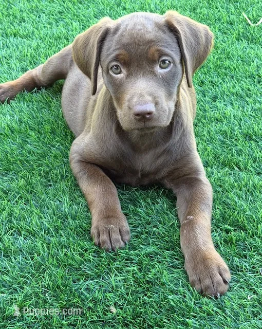 Male 12  weeks – Labrador Retriever puppy for sale in La Grange, CA
