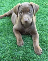 Male 13 weeks, a male Labrador Retriever for sale in La Grange, CA – 1 of 4