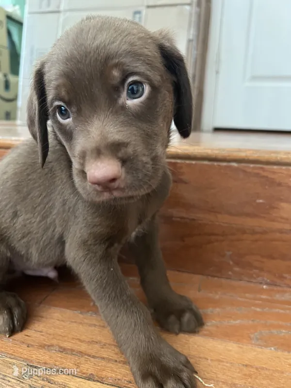 Yellow Girl – Labrador Retriever puppy for sale in Oakdale, CA